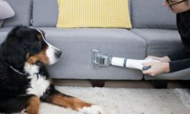 How to Remove Dog Hair from a Couch: Solution for Every Material