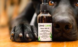 Things to Know About CBD Oil for Pets