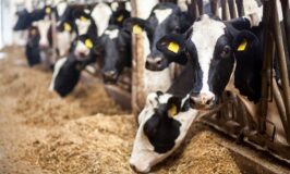 Effective Ways to Improve Your Livestock Business