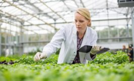 Working in Food: Becoming an Agronomist